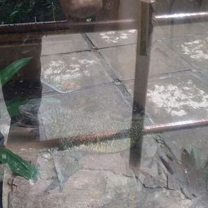 Ambon sailfin dragon (Hydrosaurus amboinensis)