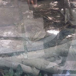 Crocodile monitor (Varanus salvadorii)