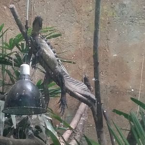 Indonesian giant sailfin dragon (Hydrosaurus microlophus)