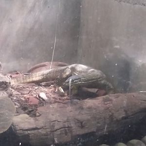 Yellow-spotted monitor (Varanus panoptes)