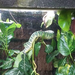 Wagler's pit viper (Tropidolaemus wagleri)