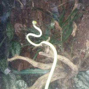 Oriental whipsnake (Ahaetulla prasina)