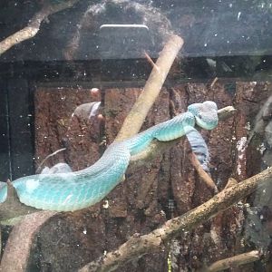 White-lipped island pitviper (Trimeresurus insularis)