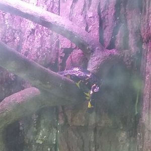 Gold-ringed cat snake (Boiga dendrophila)