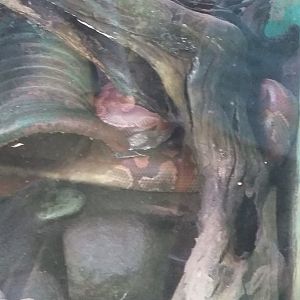 Blood python (Python brongersmai)