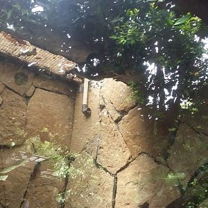 Green anaconda (Eunectes murinus)