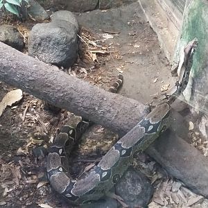 Common boa (Boa constrictor)
