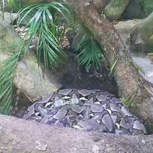 Reticulated python (Malayopython reticulatus)