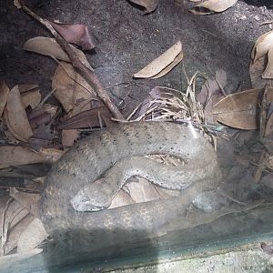 Smooth-scaled death adder (Acanthophis laevis)