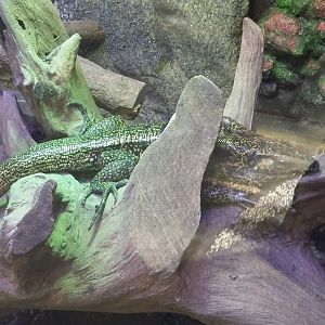 Gold tegu (Tupinambis teguixin)