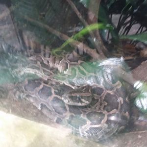Burmese python (Python bivittatus)