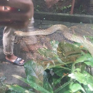 Javan spitting cobra (Naja sputatrix)