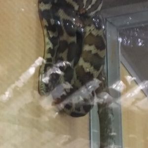 Papuan carpet python (Morelia spilota harrisoni)