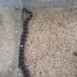 Desert kingsnake (Lampropeltis splendida)