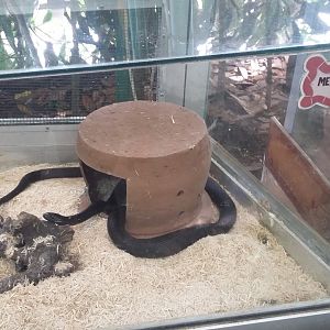 Mexican black kingsnake (Lampropeltis getula nigrita)