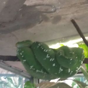 Green tree python (Morelia viridis)
