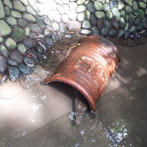 New Guinea crocodile (Crocodylus novaeguineae)