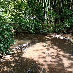 Saltwater crocodile (Crocodylus porosus)