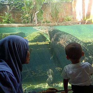 False gharial (Tomistoma schlegelii)