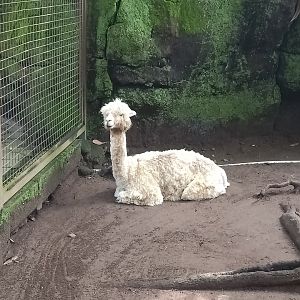 Alpaca (Lama pacos)