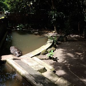 Pygmy hippopotamus (Choeropsis liberiensis)