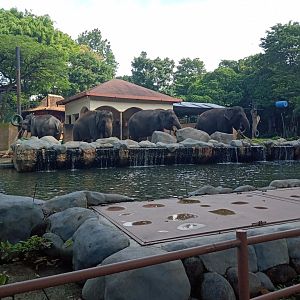 Sumatran elephant (Elephas maximus sumatranus)