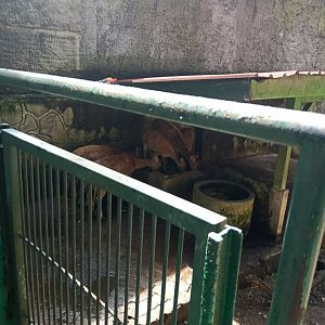 Javan rusa (Rusa timorensis)