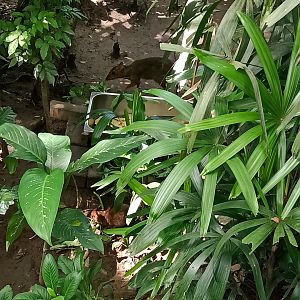 Java mouse-deer (Tragulus javanicus)