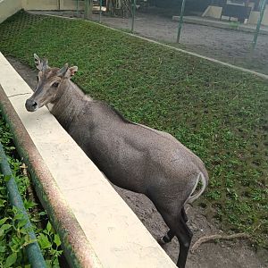 Nilgai (Boselaphus tragocamelus)
