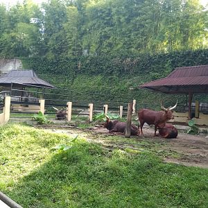 Ankole-Watusi (Hybrid Bos (primigenius) taurus/indicus)