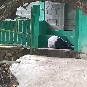 Malayan tapir (Tapirus indicus)