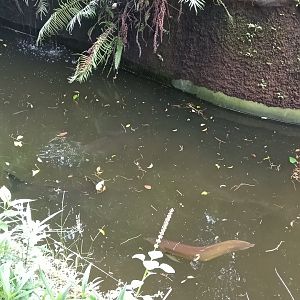 Giant pangasius (Pangasius sanitwongsei) and Asian arowana (Scleropages formosus)