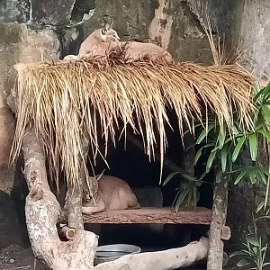 Caracal (Caracal caracal)