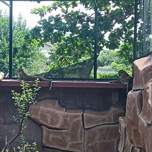 Javan leopard (Panthera pardus melas)