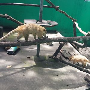 South American coati (Nasua nasua)