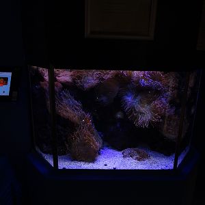 Tank 40 (clown anemonefish)