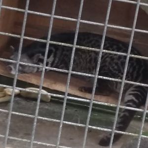 Malayan civet (Viverra tangalunga)