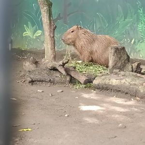 Capybara (Hydrochoerus hydrochaeris)