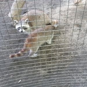 Northern raccoon (Procyon lotor)