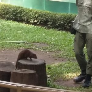 Javan mongoose (Urva javanica)