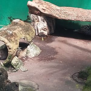 Sunda porcupine (Hystrix javanica)