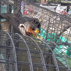 Asian tri-coloured squirrel (Callosciurus prevostii)