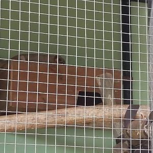 Pale giant squirrel (Ratufa affinis)