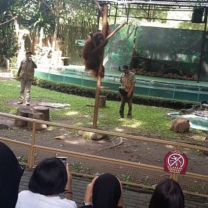 Bornean orangutan (Pongo pygmaeus)