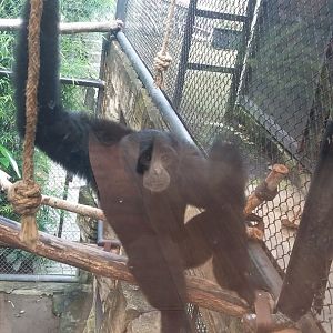 Siamang (Symphalangus syndactylus)