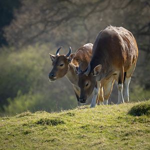 Banteng : Whipsnade : 30 Mar 2025