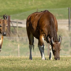 Banteng : Whipsnade : 30 Mar 2025
