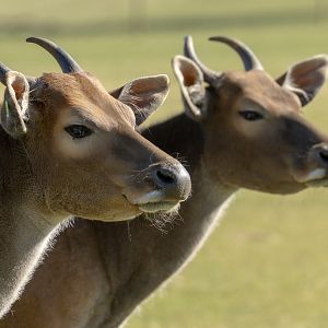 Banteng : Whipsnade : 30 Mar 2025