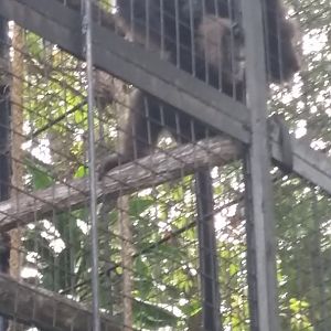 Müller's gibbon (Hylobates muelleri)