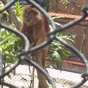 East Javan langur (Trachypithecus auratus)